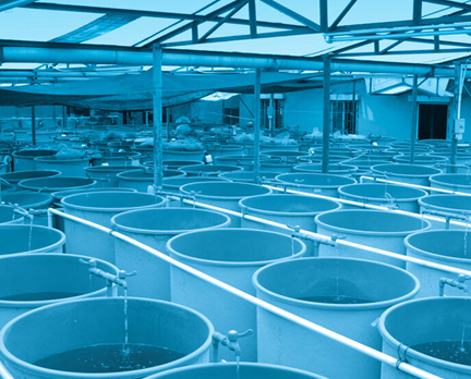 Keep water quality in balance and degrade sludge buildup with easy-to-use bacterial tablets.